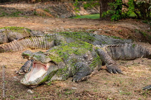 a Mugger crocodile(Crocodylus palustris) opens big mouth.
It  is a crocodilian native to freshwater habitats from southern Iran to the Indian subcontinent. 