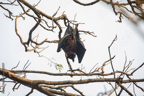 Large numbers of Indian flying foxes (Pteropus medius) hang from tree branches at Alipore Zoo in Kolkata india, resting in dense clusters and creating a striking urban wildlife scene.
