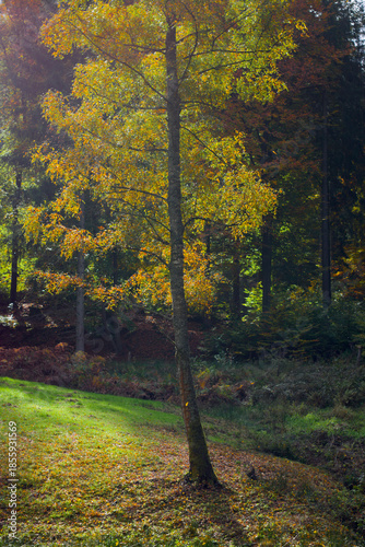 Naklejka birch in the sun