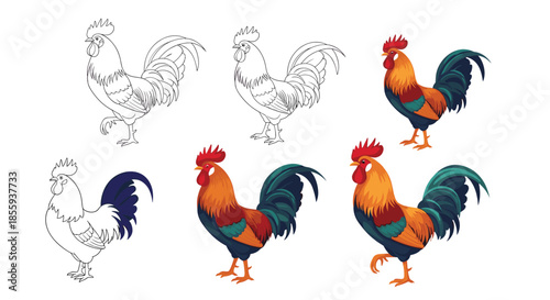 Selection of rooster illustrations shown in various artistic styles including outlines, partial colors, and vibrant full-color designs.