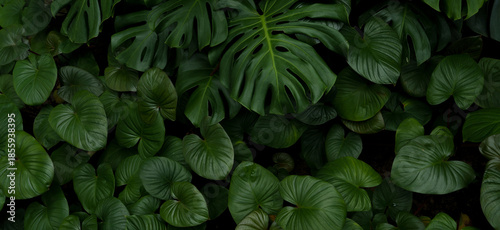 Leaf wall, plant wall, natural green wallpaper and background, nature wall, g...