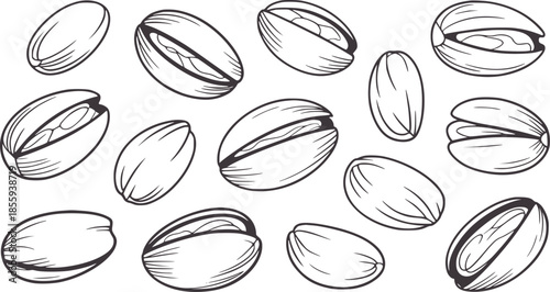Hand drawn black and white line of assorted pecan nuts