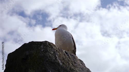 Seagull Sitting on Rock Against Sky