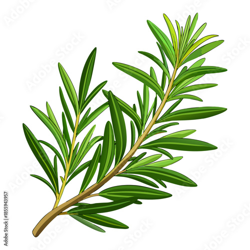 Fresh Rosemary Herb Sprig with Green Leaves Vector Illustration