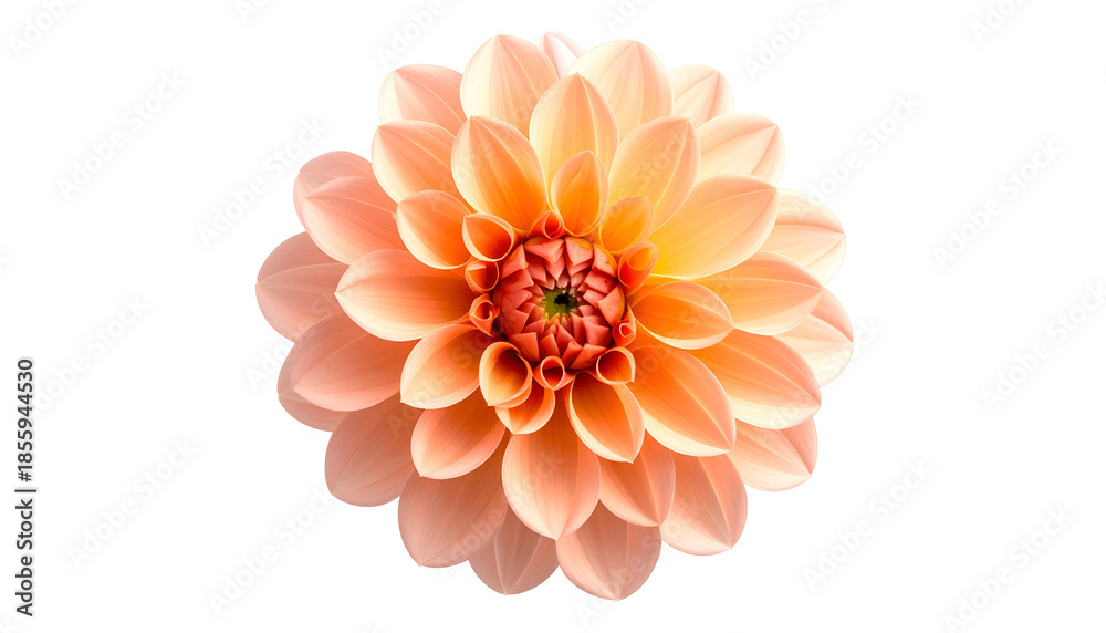 Fototapeta premium Isolated, overhead close-up of a blooming dahlia with peach petals