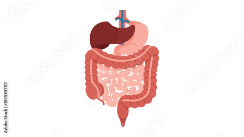 Detailed illustration of the human digestive system highlighting the stomach intestines and