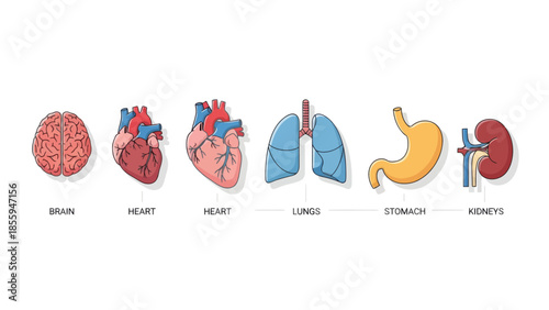 Comprehensive anatomical illustration showcasing the human brain heart lungs stomach and kidneys