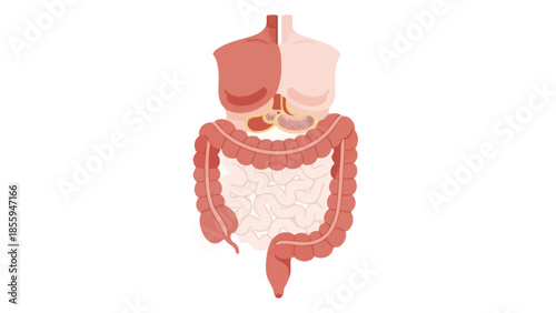 Detailed illustration of human digestive system with stomach large intestine and small intestine