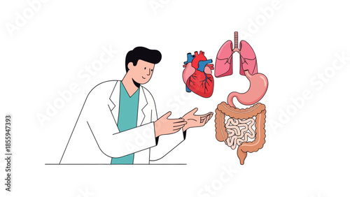 Medical professional explaining human internal organs including heart lungs digestive system and