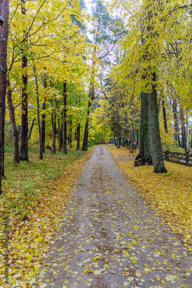 Fototapeta premium Scenic Autumn Forest Road Covered with Fallen Yellow Leaves