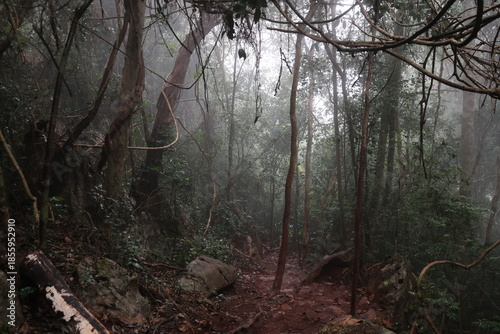 forest, nature, fog, mist, rain, landscape, green, trees, moss, woodland, outdoor, misty, atmospheric, environment, wilderness, leaves, roots, trunks, damp, wet, scenery, old-growth, rainforest, folia