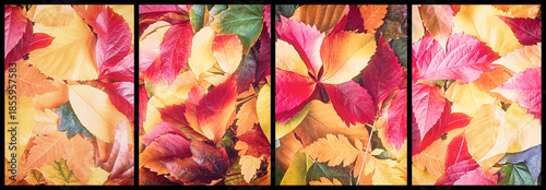 Autumn colorful leaves on ground in forest