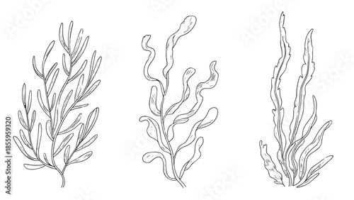 Three-line seaweed silhouettes in minimalist vector style: hand-drawn kelp illustrations