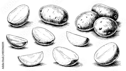 Hand-drawn ink sketch of potatoes, whole and sliced, in black-and-white line art