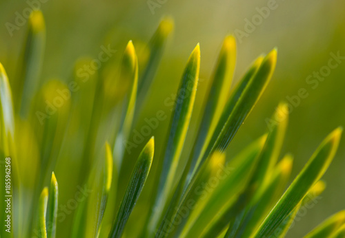 pine needles with blurred background