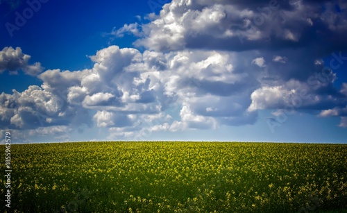 yellow flower field and blue sky with clouds