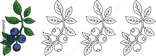 Four-Part Illustration Set Featuring One Full-Color Detailed Rendering and Three Identical Minimalist Line Art Outlines of a Blueberry Sprig for Culinary Branding.