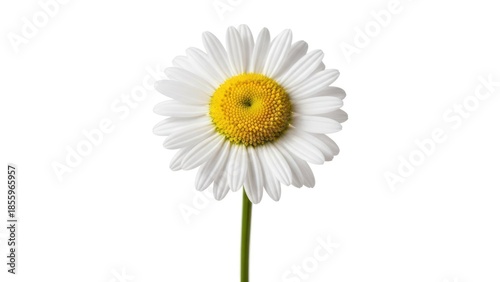 Wallpaper Mural Single daisy with white petals and yellow center on a white background Torontodigital.ca