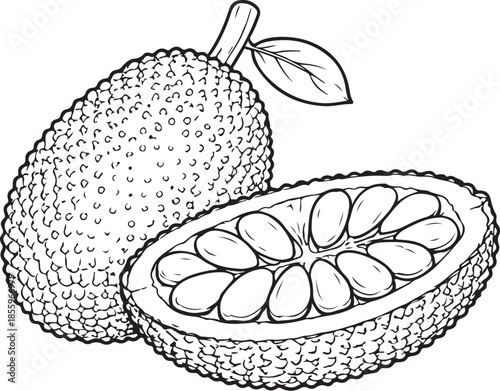 jack fruit Hand-drawn Sketch Drawing Vector Illustration, Line Linear Symbol Engraving Coloring Book, Black and White Isolated