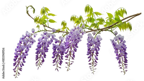 Isolated wisteria blossoms on a branch with green leaves, a flowering plant with beautiful blooms