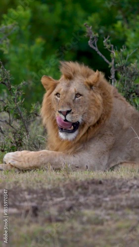 Wallpaper Mural African Lions In Cinematic Slow Motion Action in Maasai Mara Kenya Safari Wildlife Predator Video Footage Torontodigital.ca