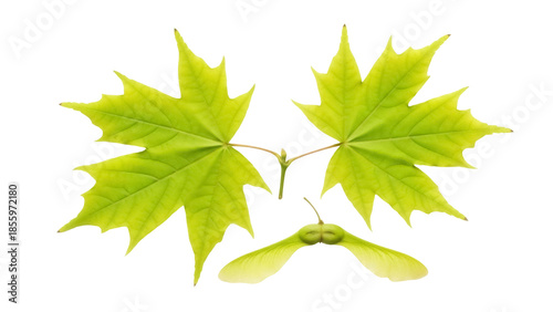 Canvas-taulu Isolated Arrangement of Green Maple Leaves and Samaras, Acer Platanoides, Spring