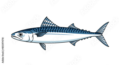 Detailed vector illustration of a whole Atlantic mackerel fish with characteristic blue tiger-like stripes and silver underbelly.