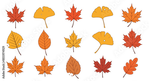 A colorful collection of various autumn leaves including maple ginkgo and oak illustrated in a clean and simple line art style.