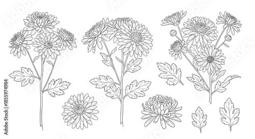 A detailed set of black and white line art illustrations of chrysanthemum flowers including bouquets stems and individual blossoms.