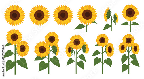 A beautiful collection of sunflower illustrations showing single flower heads and full blooming plants from various angles.