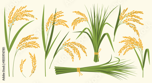 Collection of illustrated rice plant elements showing stalks leaves and golden grains isolated on a light background.