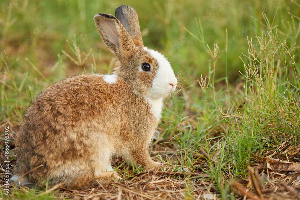 Fototapeta premium cute rabbit sitting and looking to something on the field