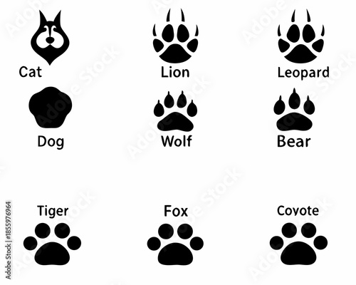 Animal paw prints illustration showcasing different species cat dog bear and others