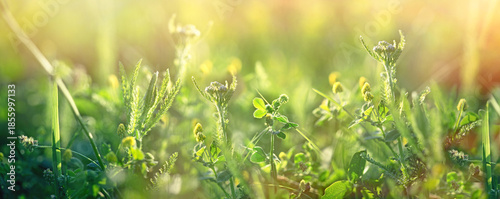 Green grass in the morning, beautiful nature in spring, young spring grass has sprung up