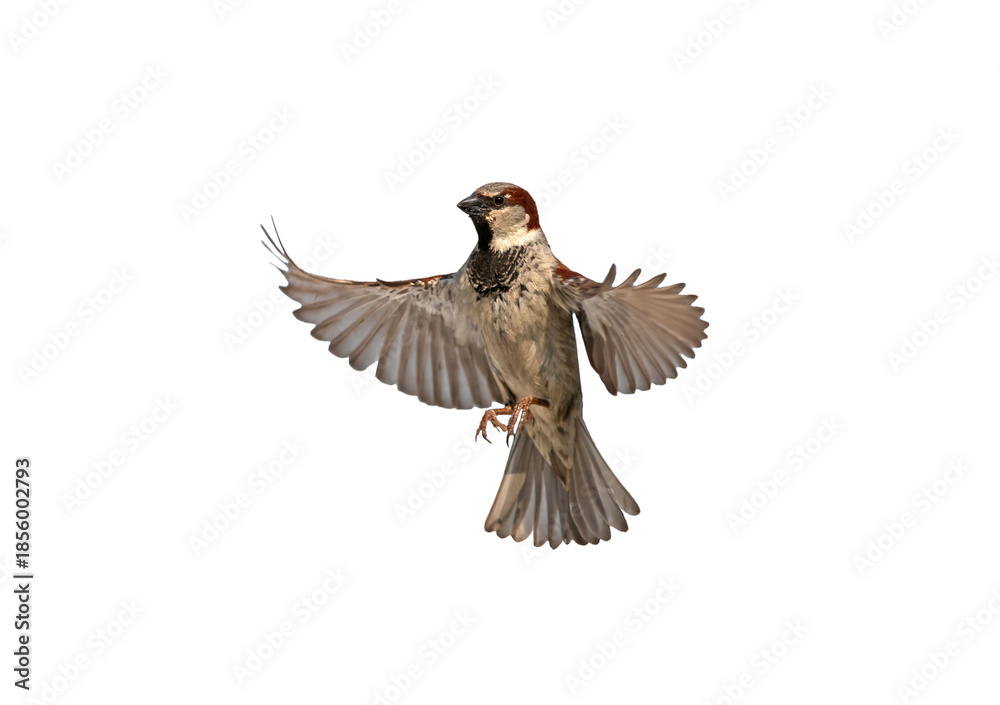 Fototapeta premium bird sparrow with spread wings in flight on white isolated background