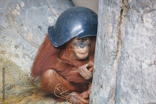 Sumatran Orangutan juvenile playing in a zoo habitat in Alabama. Orangutan critically endanger due to habitat loss in Sumatra.