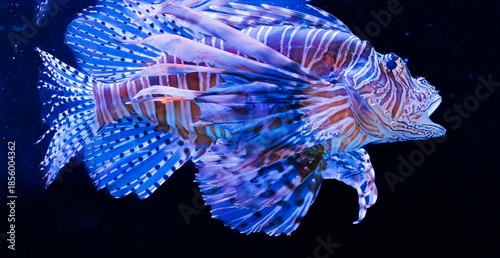 Fotografija Lionfish in a zoo aquarium in Alabama