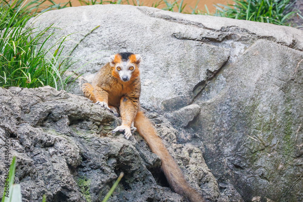 Obraz premium The Crowned Lemur can live up to 19 years and this one lives in a zoo habitat in Alabama. Native to Madagascar Africa named for the triangle patch of white fur on their head that looks like a crown.