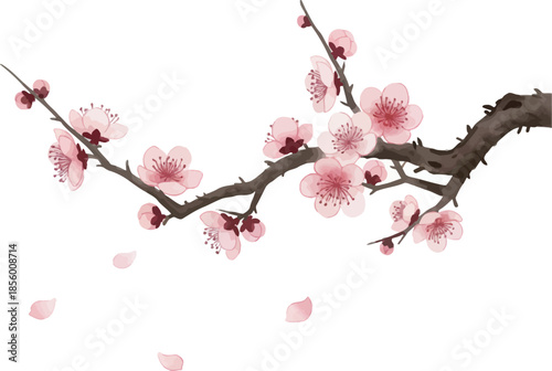 A beautiful branch of pink cherry blossoms on a white background, symbolizing spring and new life Chinese / Lunar New Year