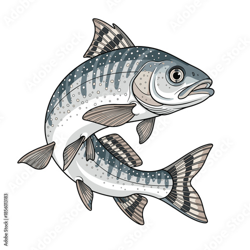 Detailed illustration of a spotted trout or mackerel fish leaping through the air with realistic scales and fin details on a white background.