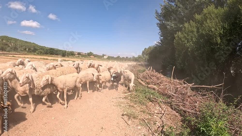 flock of sheep walking a road along the Jiloca river near Fuentes de Jiloca, province of Zaragoza, Aragon, Spain