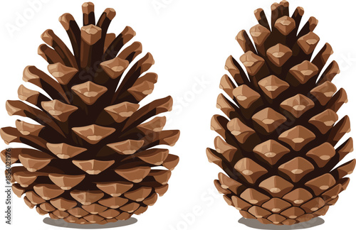 Detailed illustration of two brown pinecones on white background