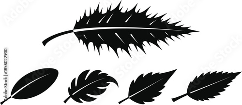 Collection of five black feathers on white background