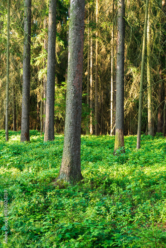 Summer forest scene in the Czech Republic