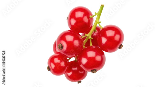 Isolated branch of vibrant redcurrants with fresh green stem, juicy berry, ripe and delicious