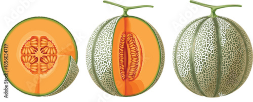 Fresh ripe cantaloupe melon vector illustration set featuring whole fruit and sliced halves with orange pulp isolated on white background.