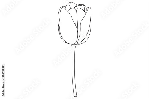 Single line art tulip
