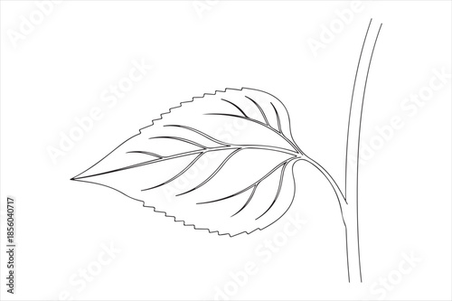 Simple line drawing of a leaf