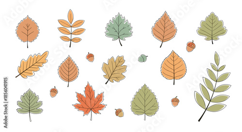 Assorted collection of autumn leaves in various shapes and colors including orange yellow and green with small acorns on a white background.