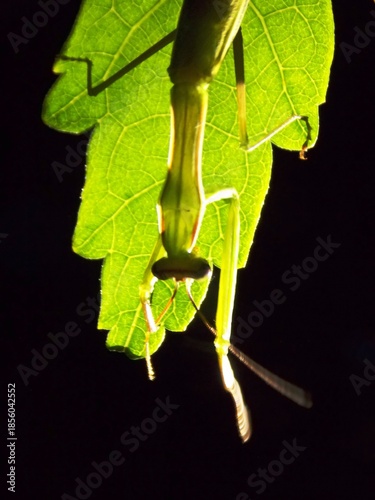 green praying mantis on a green leaf